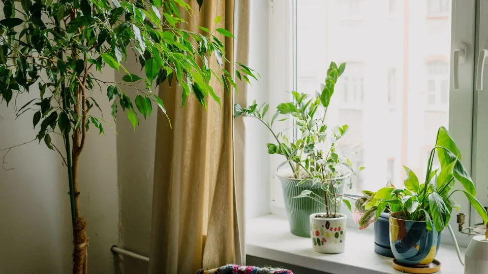 観葉植物のある明るいリビングルーム