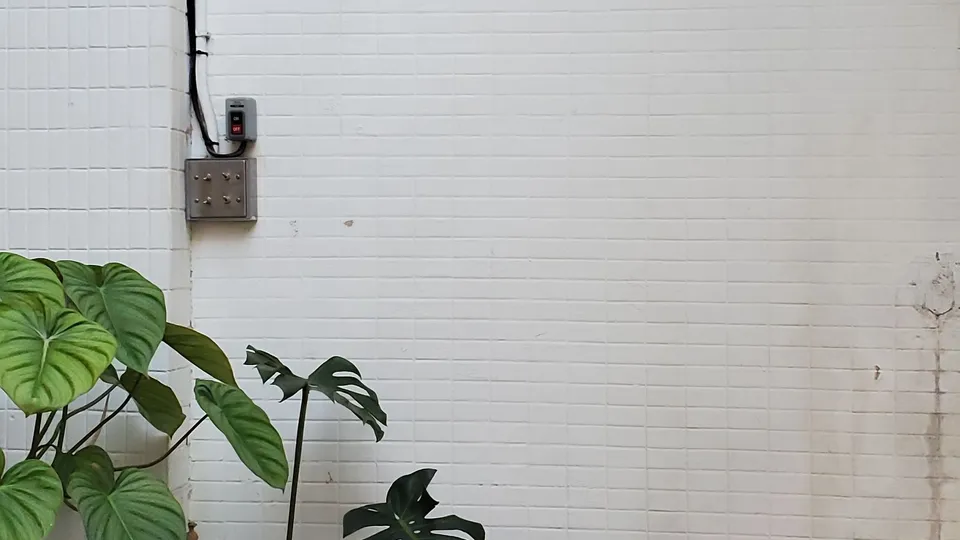 部屋の隅に置かれた観葉植物